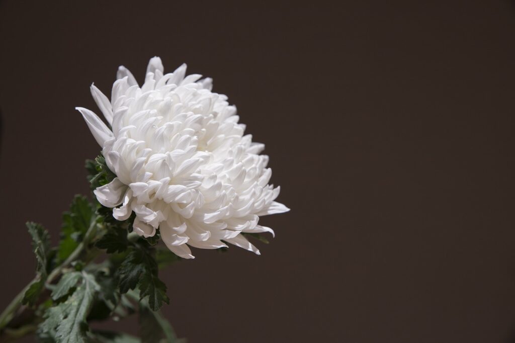 chrysanthemum, white chrysanthemum, wreath